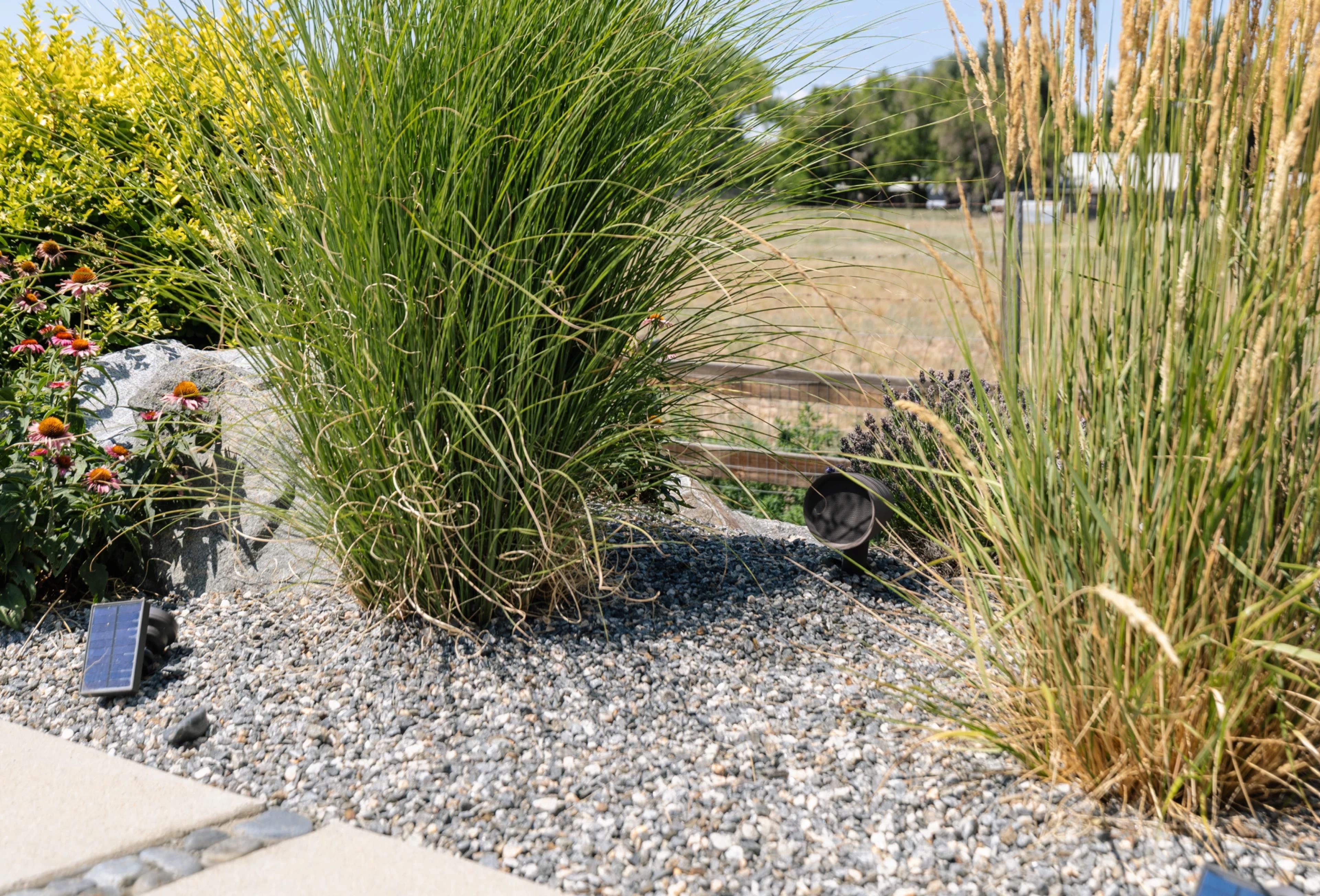 Large grasses with speakers