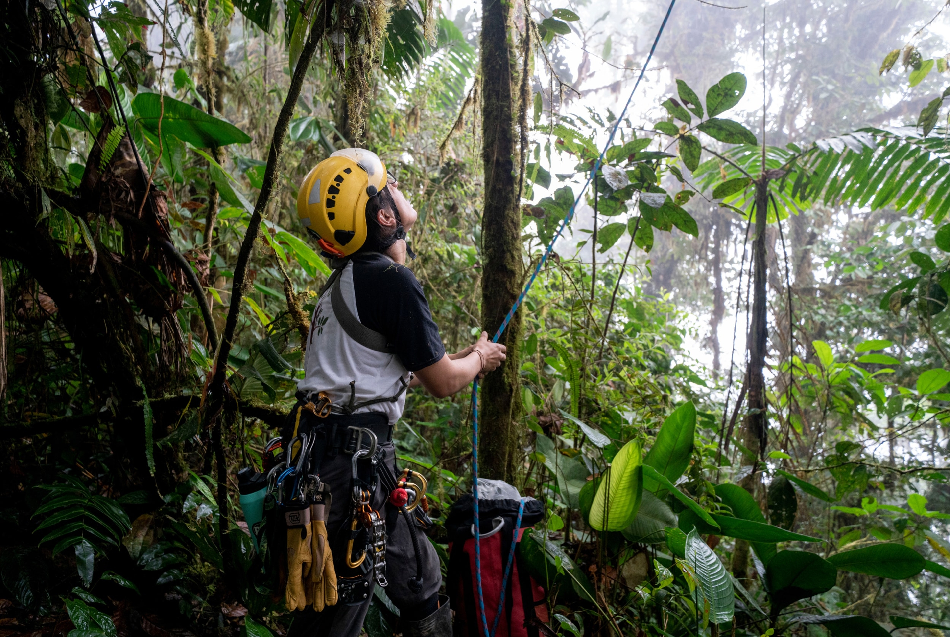 Sademetsän suojelutyöryhmän jäsen tutkimassa puuta sademetsässä
